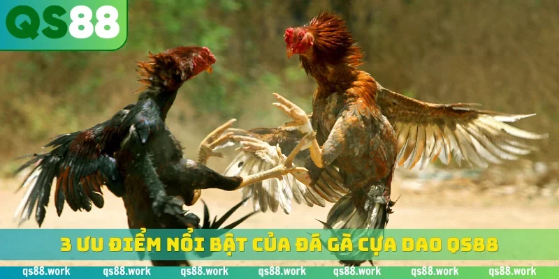 3 ưu điểm nổi bật của đá gà cựa dao QS88