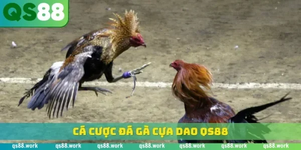 đá gà cựa dao QS88