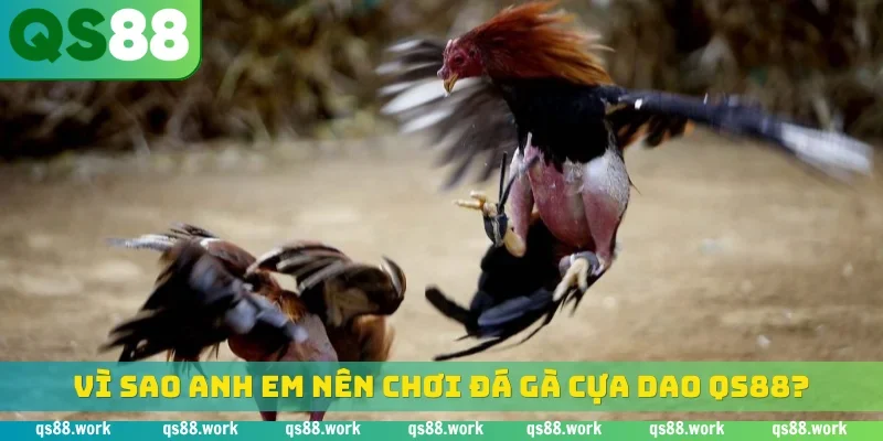 Vì sao anh em nên chơi đá gà cựa dao QS88?